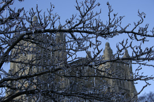 
Reading Room Exterior shot through ice-covered branches
       